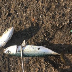 ジグサビキでアジとサバ